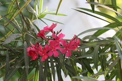 Nerium oleander